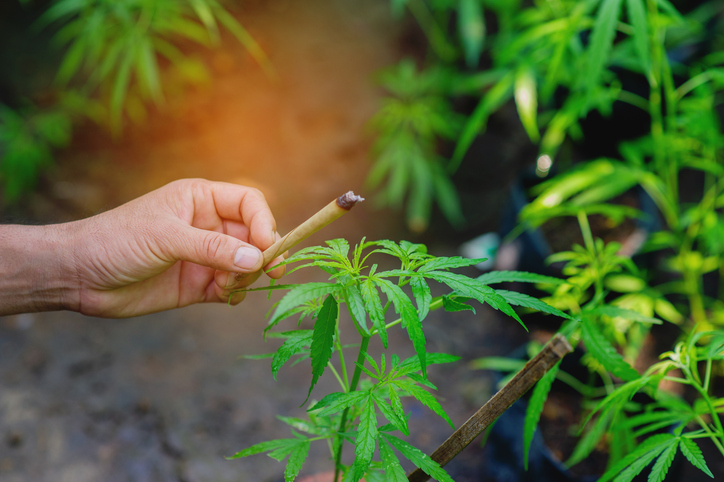 Growing Cannabis Plants, Therapeutic Cannabis Cultivation, Cannabis Industry and Farming, Green Leaves