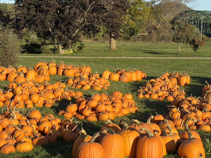 Pumpkin Patch in Rural Vermont